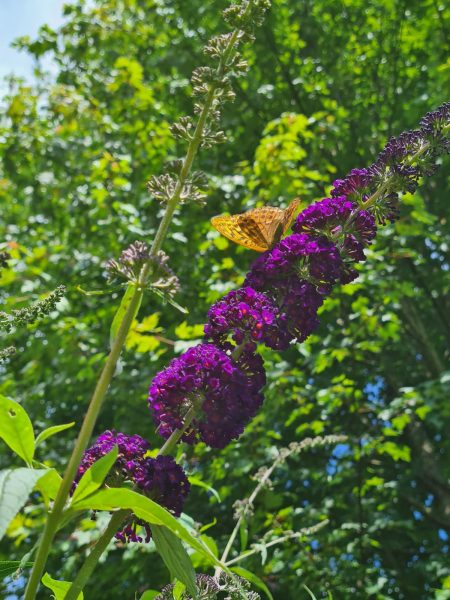 cottages to rent Cornwall