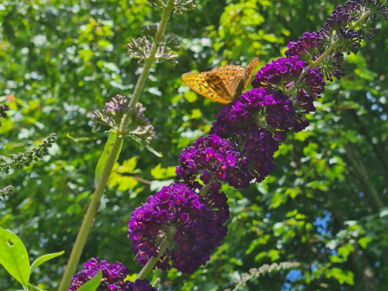 cottages to rent Cornwall