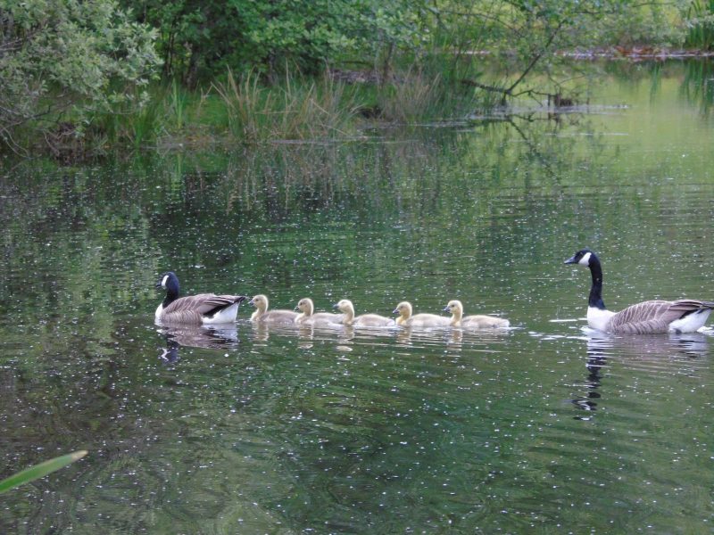 cottage hire Cornwall