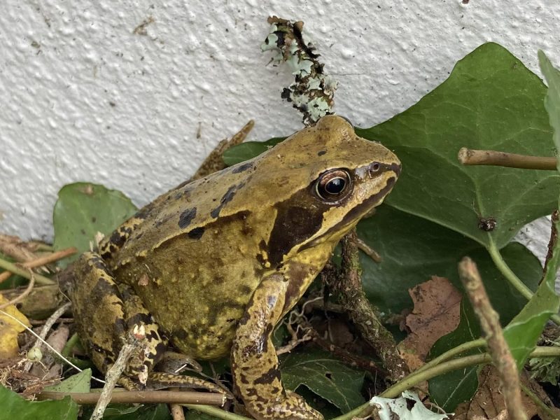 cottage hire Cornwall