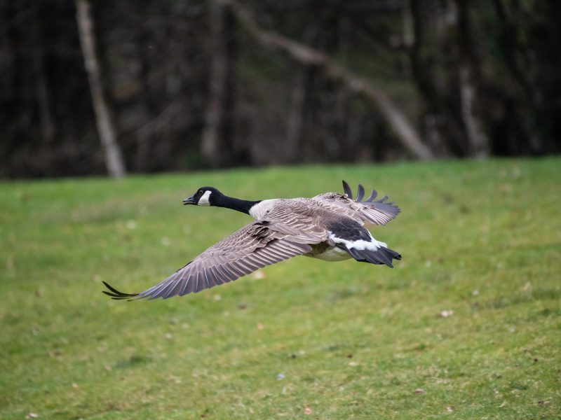 cottage hire Cornwall
