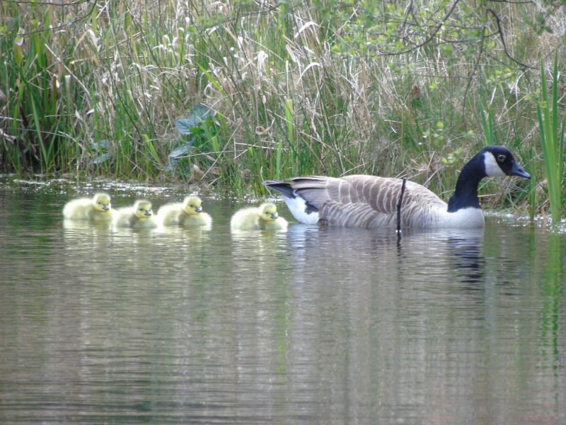 cottage hire Cornwall