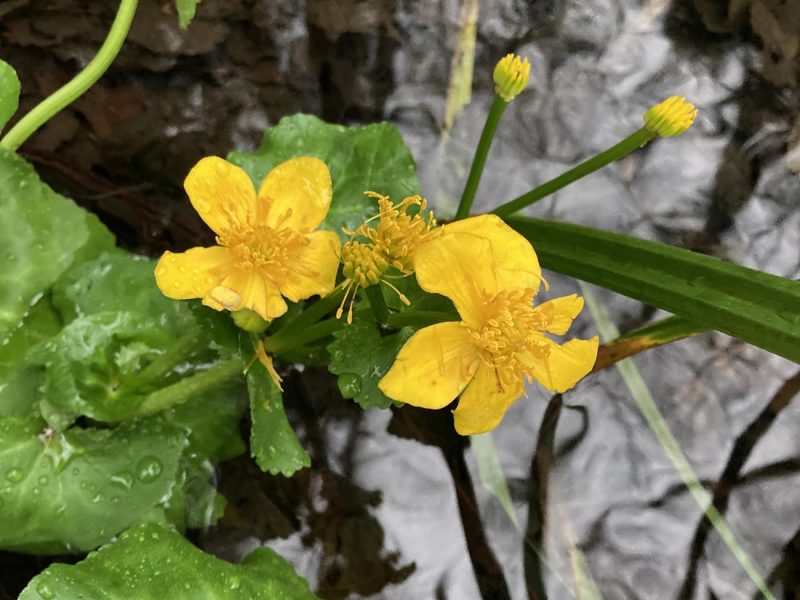 cottage hire Cornwall