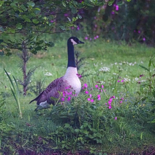 cottage hire cornwall