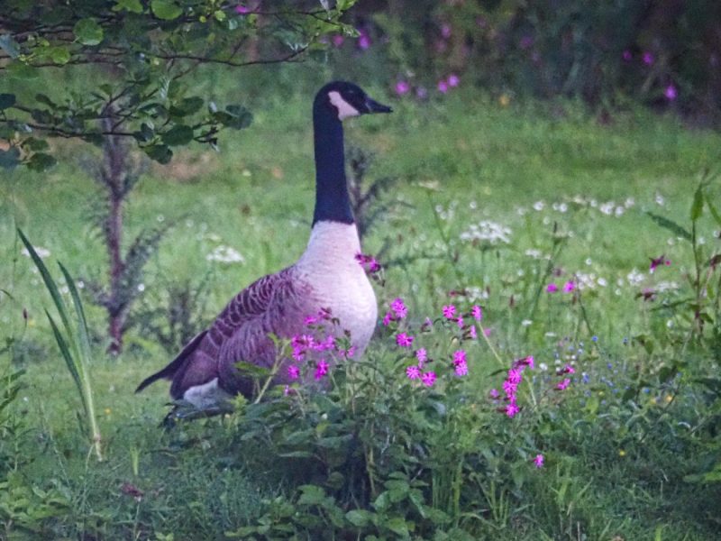 cottage hire cornwall