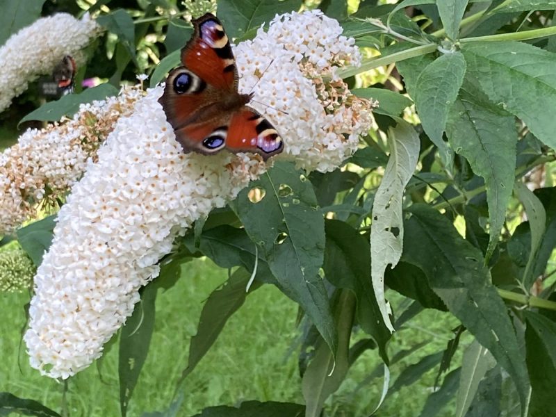 cottage hire Cornwall