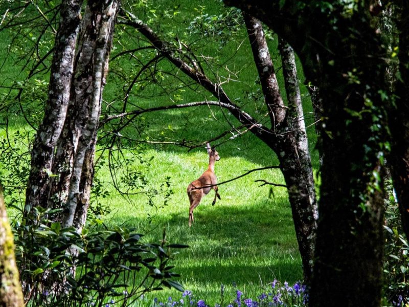 cottage hire Cornwall