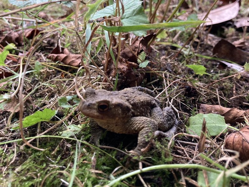 cottage hire Cornwall