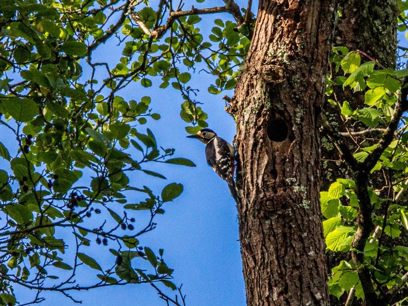 cottage hire Cornwall