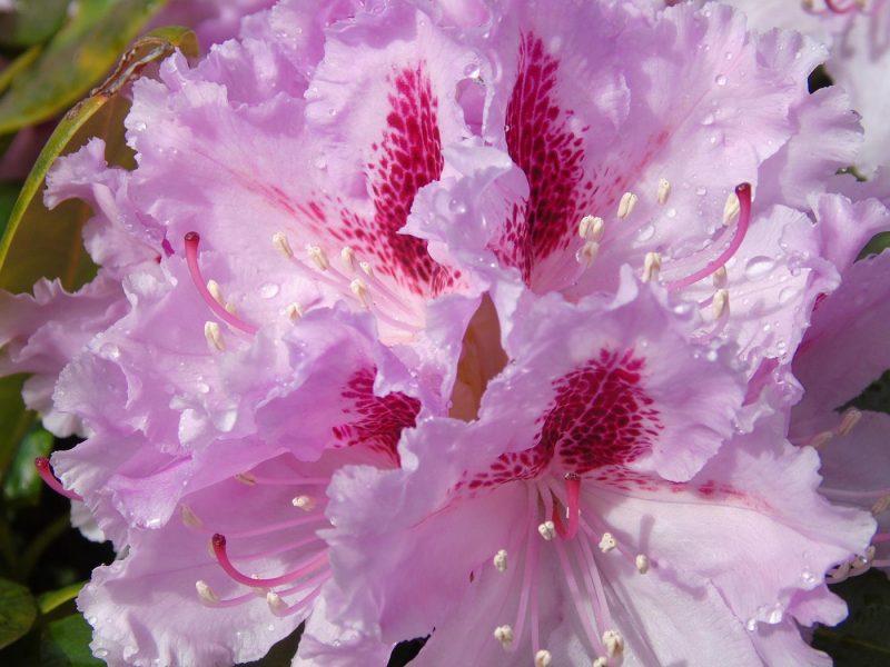 cottage hire Cornwall