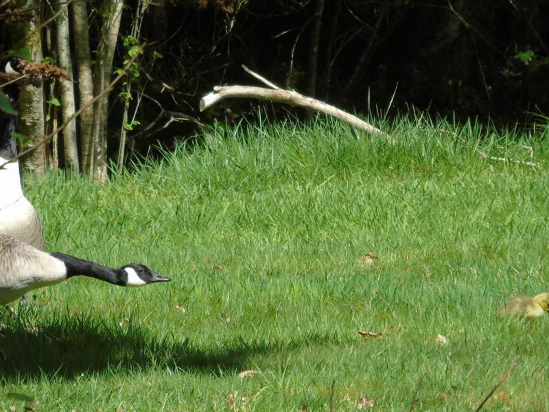 cottage hire Cornwall