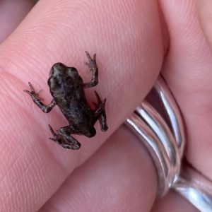 This week’s Rivermead wildlife