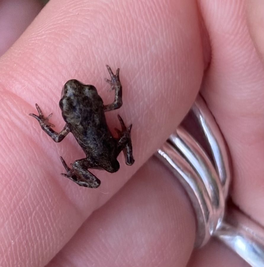 This week’s Rivermead wildlife