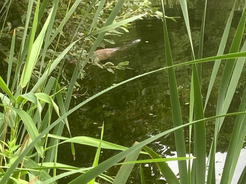 Cottage hire Cornwall