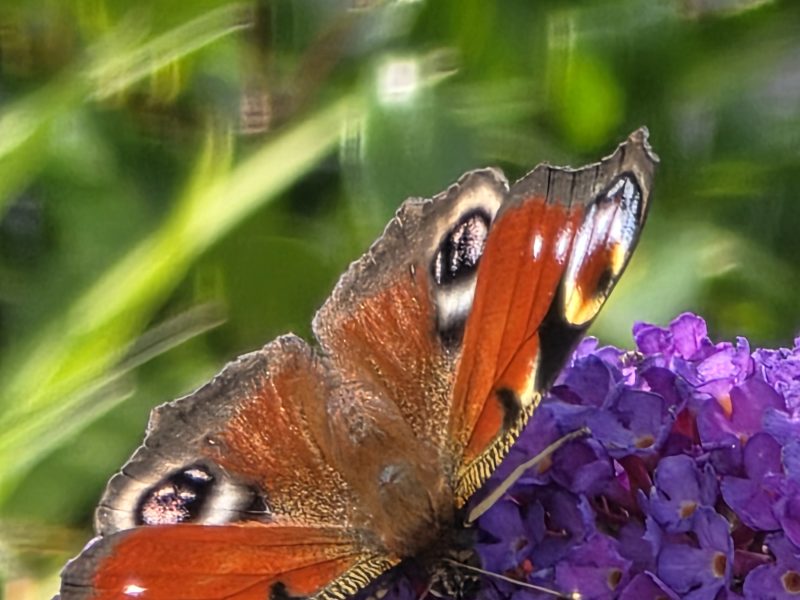 Cottage hire Cornwall