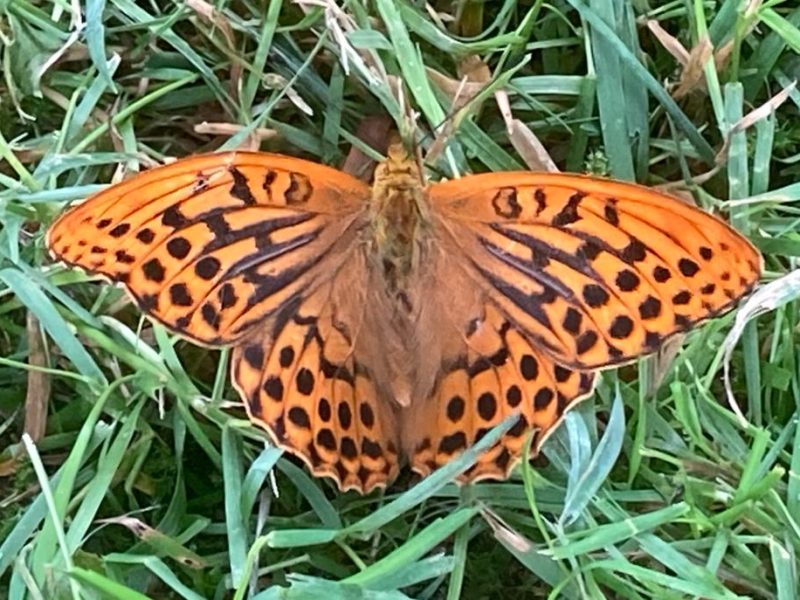 lodge rental cornwall