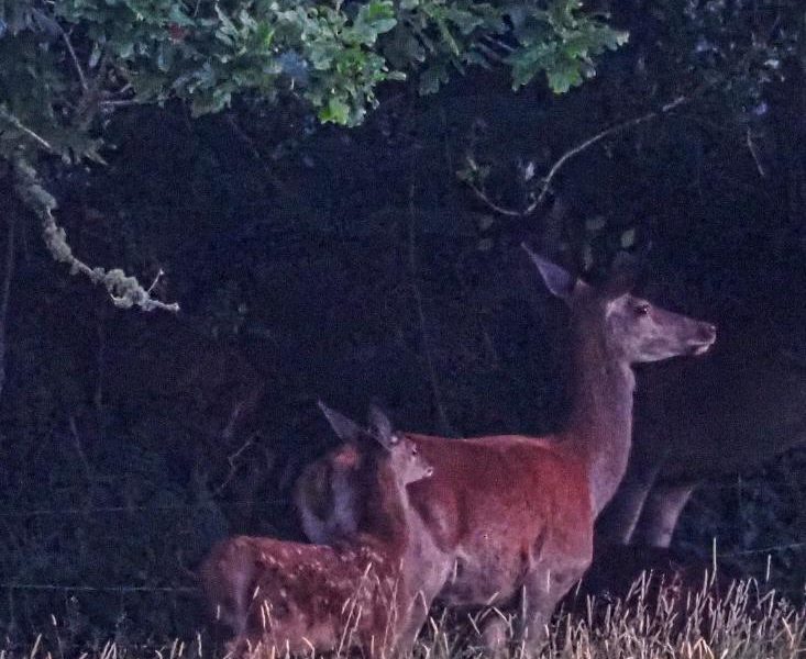 Cottage hire Cornwall