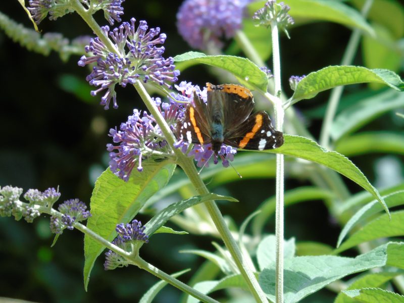 Cottage hire Cornwall