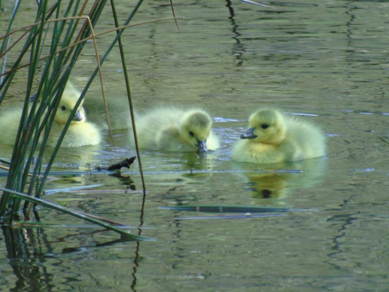 Cottage hire Cornwall