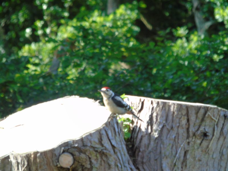 Cottage hire Cornwall