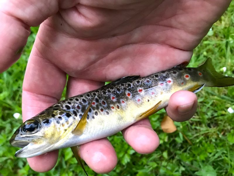 Cottage hire Cornwall