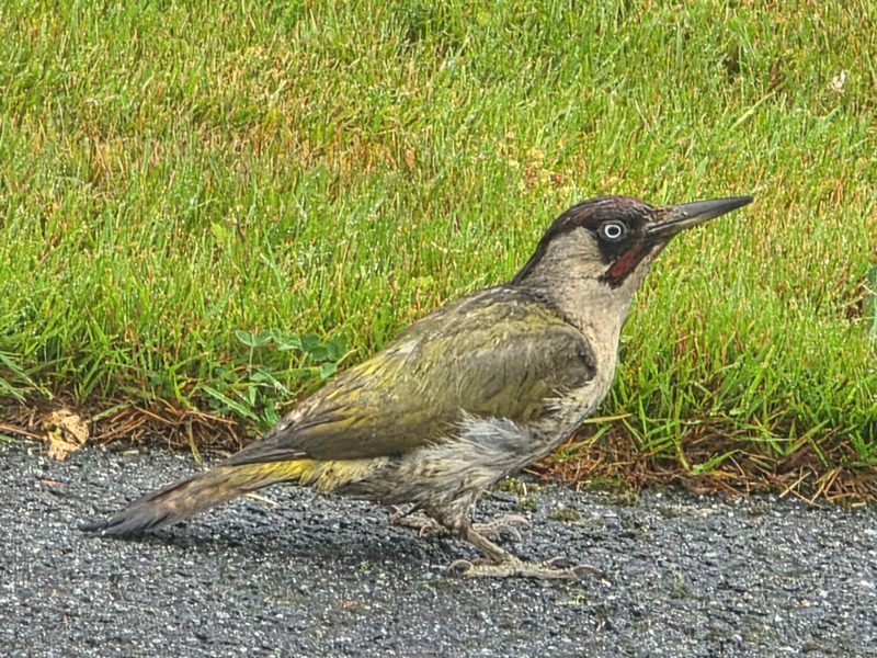 lodge rental cornwall