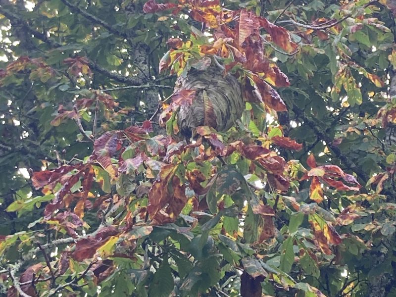 Cottage hire Cornwall