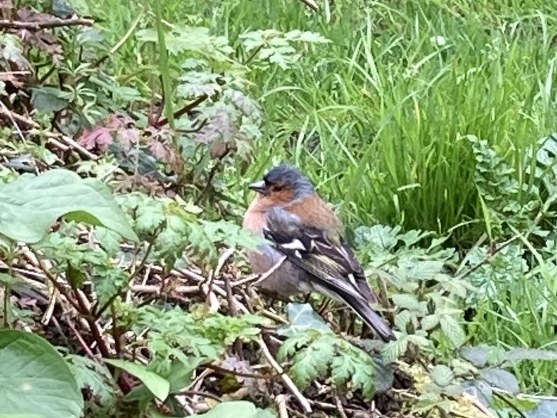 Cottage hire Cornwall