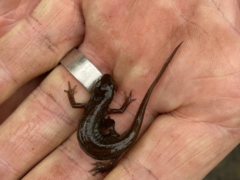 Cottage hire Cornwall