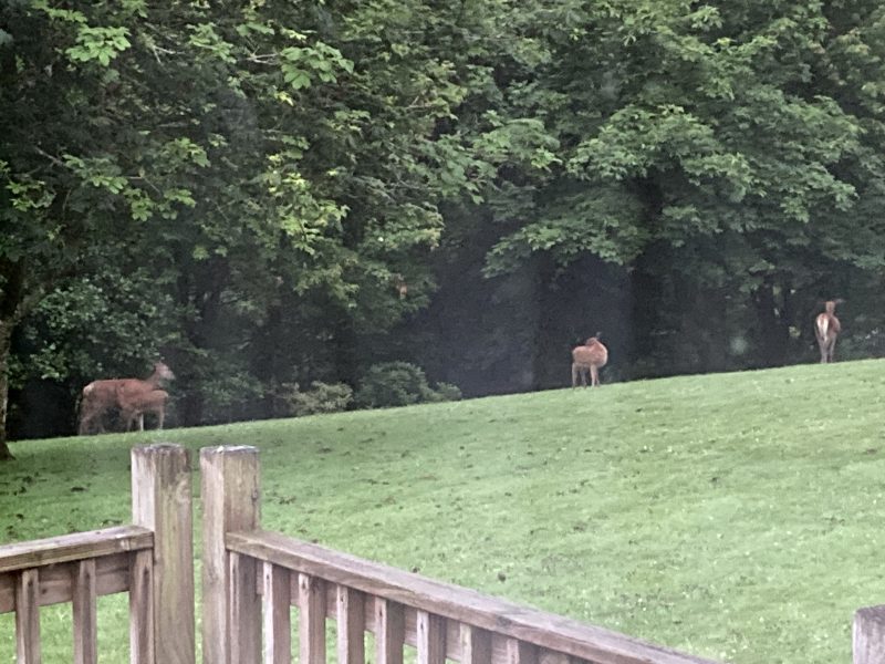 Cottage hire Cornwall