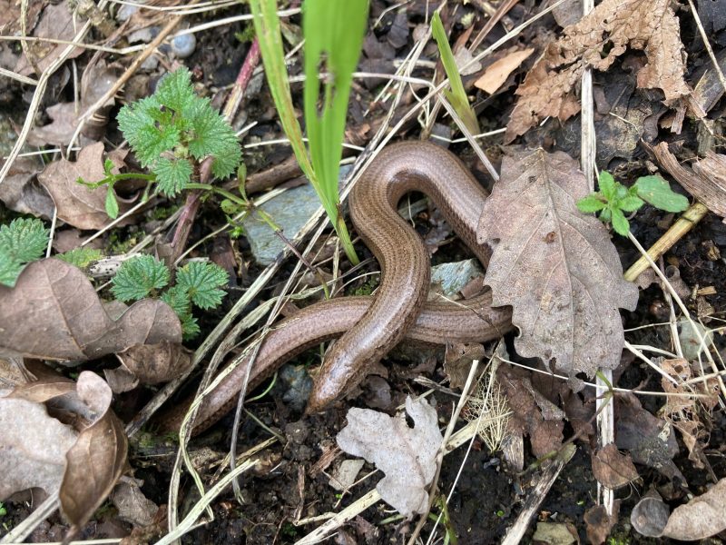 Cottage hire Cornwall