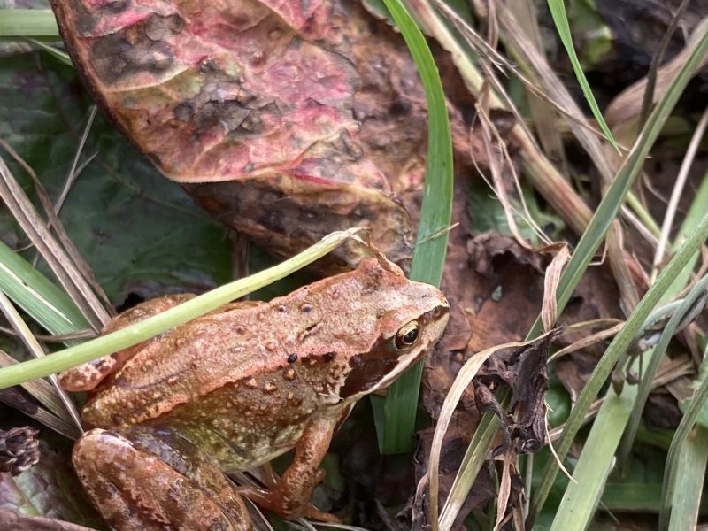 Cottage hire Cornwall
