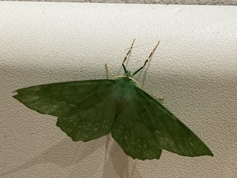 Cottage hire Cornwall