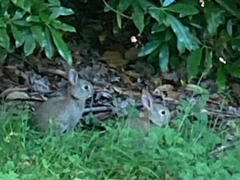 Cottage hire Cornwall