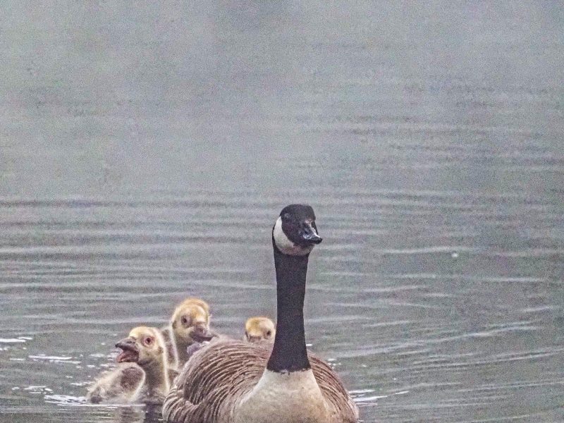 Cottage hire Cornwall