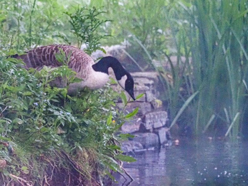 Cottage hire Cornwall