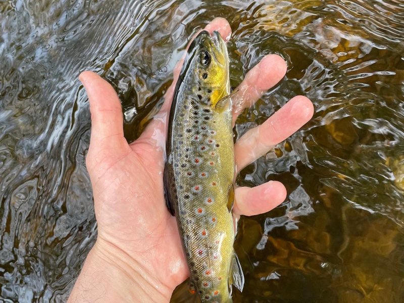 Cottage hire Cornwall