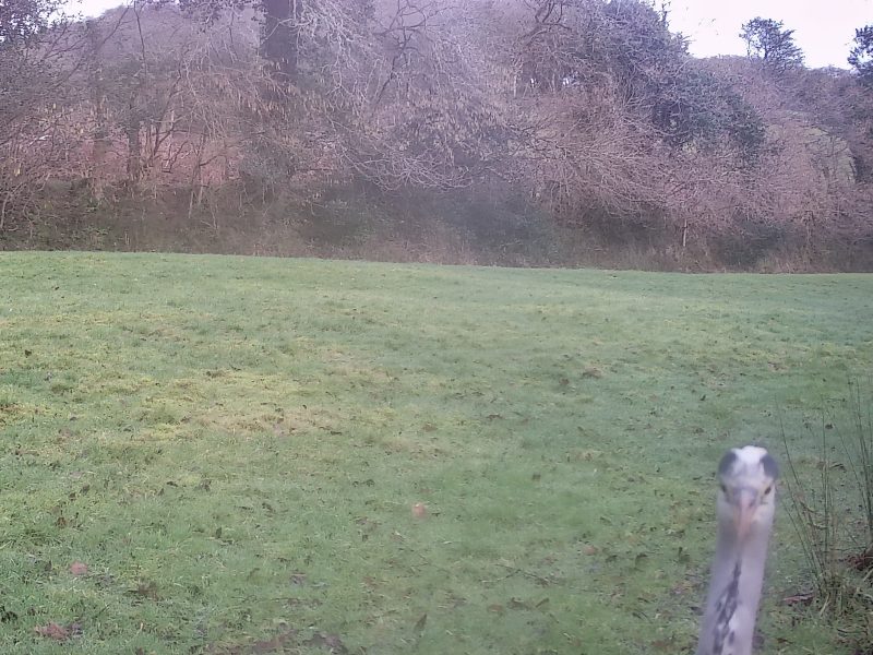 bodmin holiday cottages