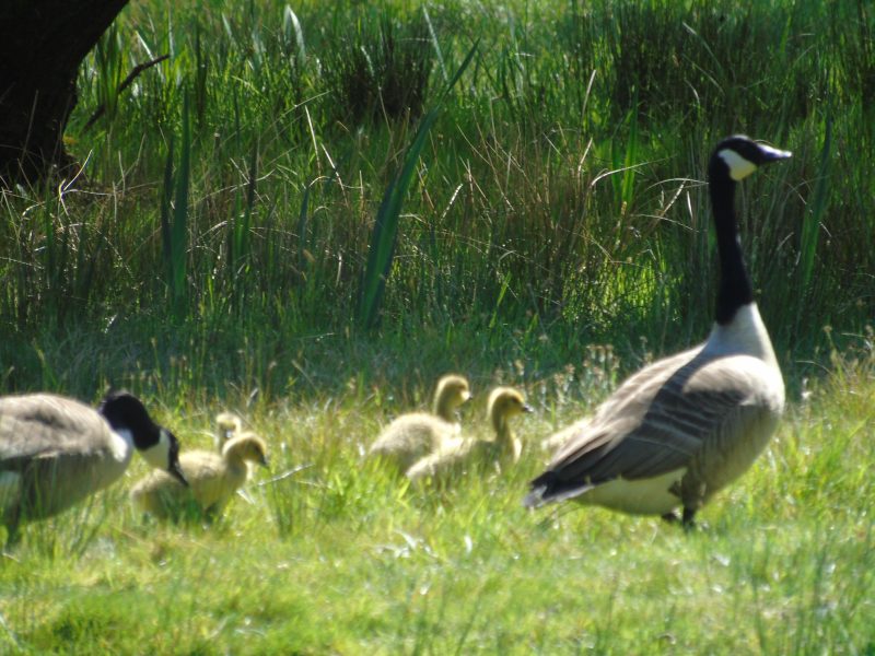 holiday cottages in Bodmin Cornwall